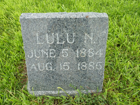 Brown Lulu
